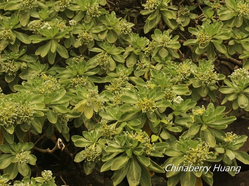 Tournefortia argentea (Silver leaf) — photo