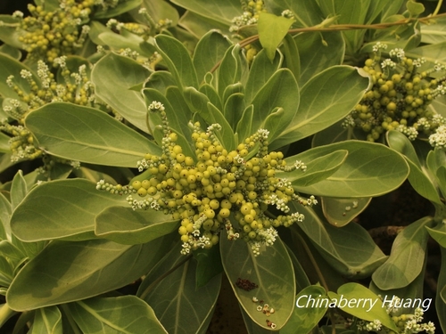Tournefortia argentea (Silver leaf) — photo