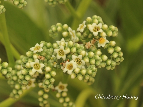 Tournefortia argentea