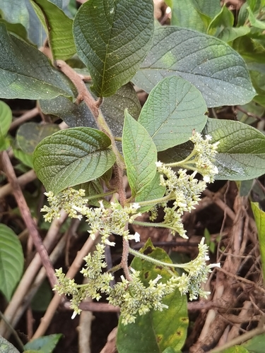 Tournefortia bicolor (Bicolor tournefortia) — photo