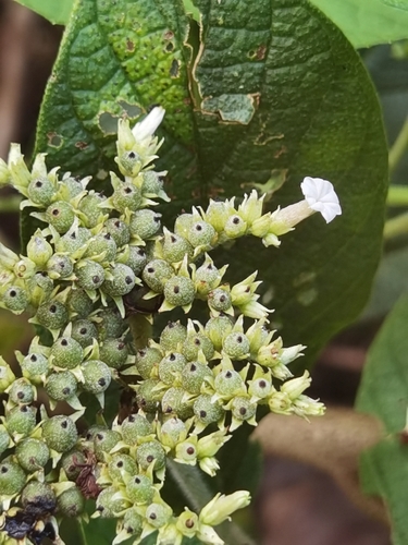 Tournefortia bicolor (Bicolor tournefortia) — photo
