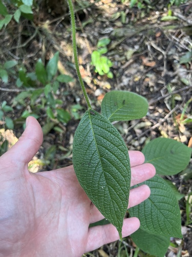 Tournefortia bicolor