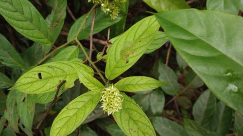 Tournefortia cuspidata — photo