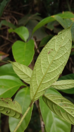 Tournefortia cuspidata — photo