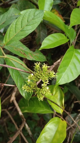 Tournefortia cuspidata