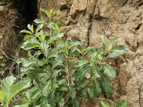 Tournefortia hartwegiana
