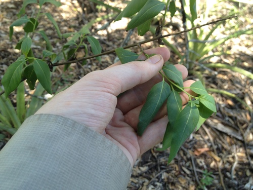 Tournefortia rubicunda (Niguiba) — photo