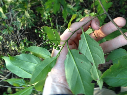 Tournefortia rubicunda (Niguiba) — photo