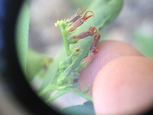 Tournefortia rubicunda