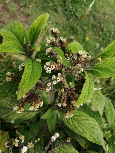 Tournefortia scabrida (Scrabrid tournefortia) — photo