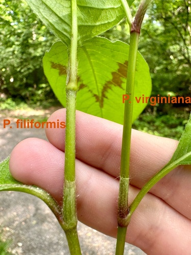 Tovara virginiana var. filiformis (Jumpseed) — photo