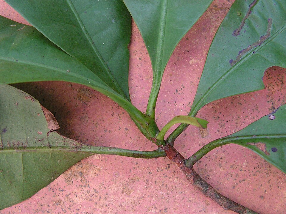 Tovomita brevistaminea — photo