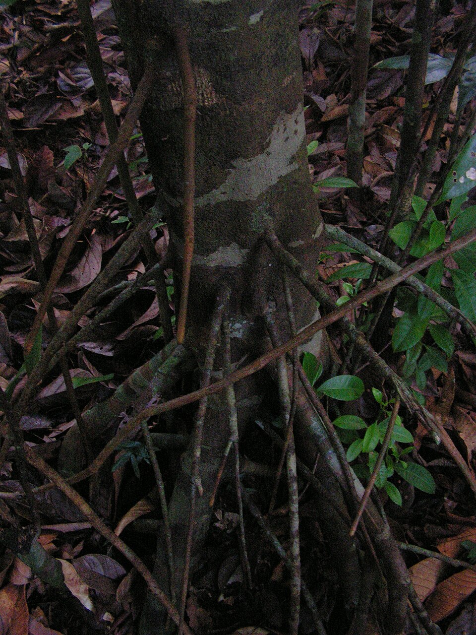 Tovomita brevistaminea