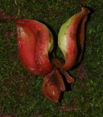 Tovomita schomburgkii (Schomburgk tovomita) — photo