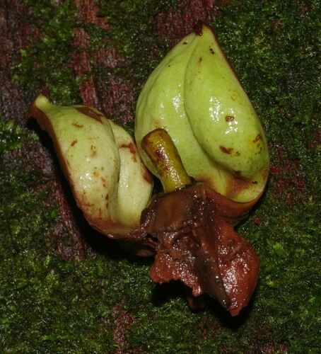 Tovomita schomburgkii