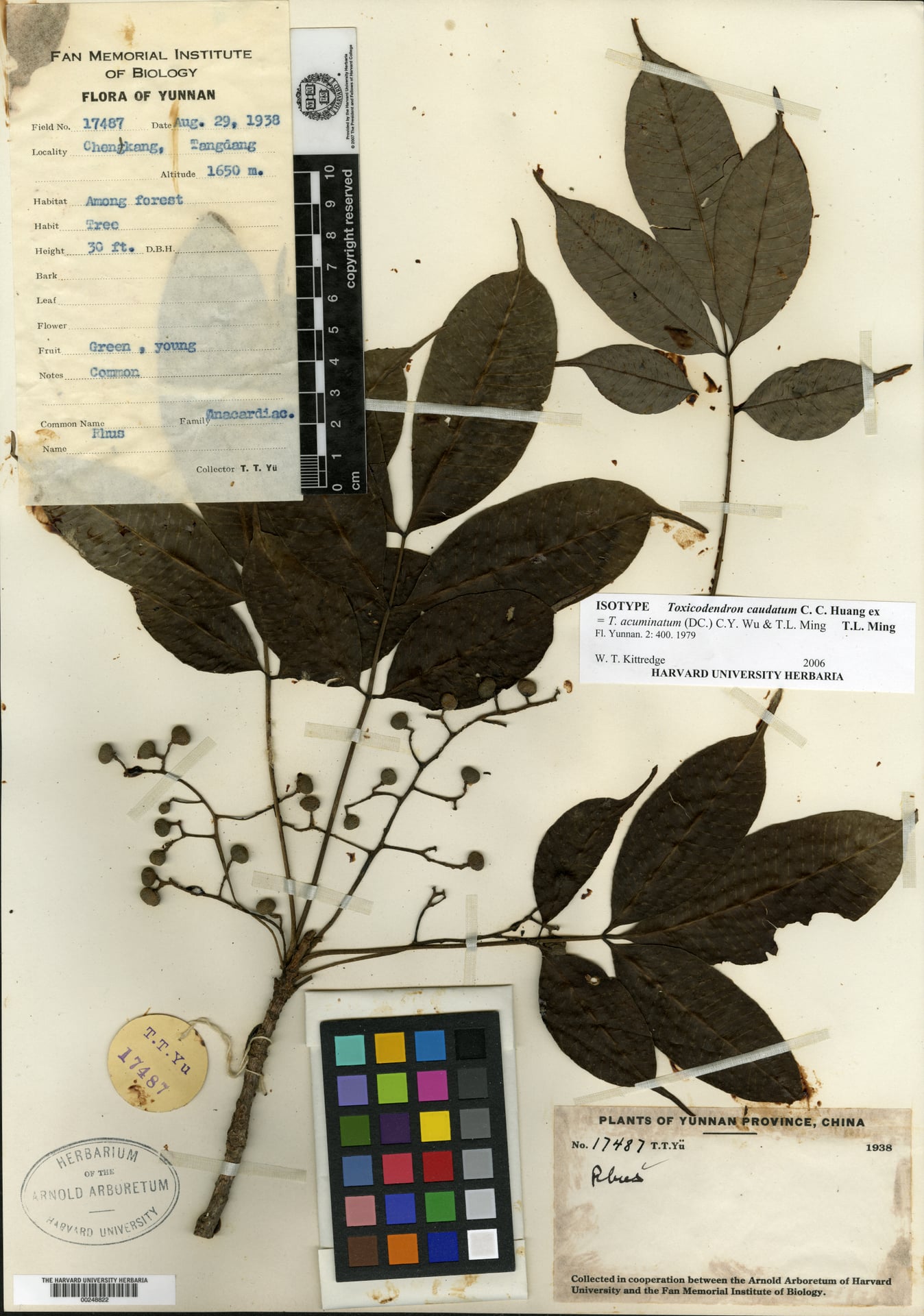 Toxicodendron acuminatum