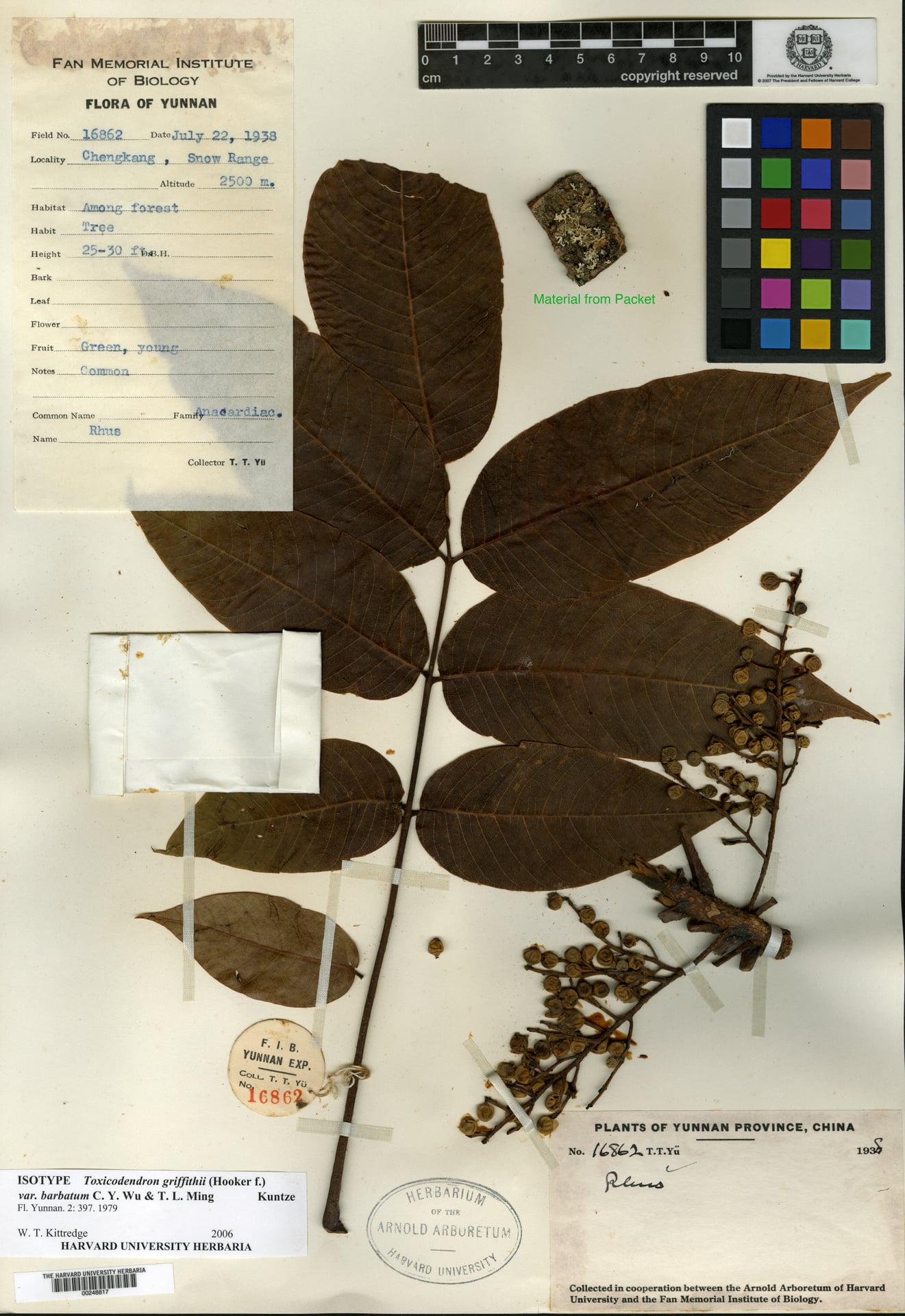Toxicodendron griffithii — photo