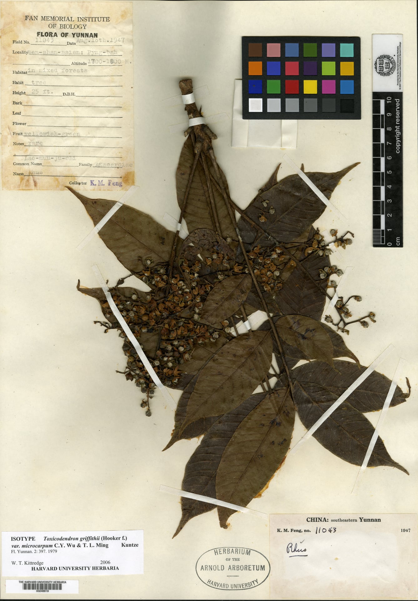 Toxicodendron griffithii