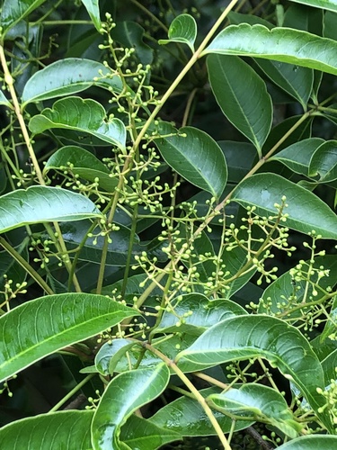 Toxicodendron succedaneum (Rhus tree) — photo