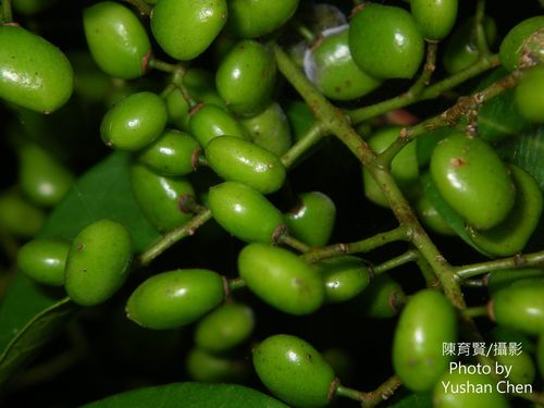 Toxicodendron succedaneum (Rhus tree) — photo