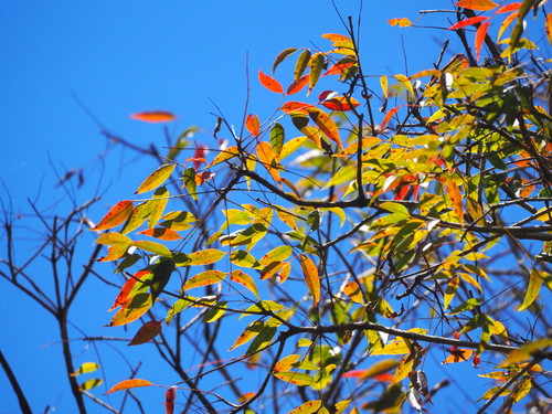 Toxicodendron succedaneum