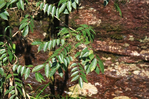 Toxicodendron sylvestre