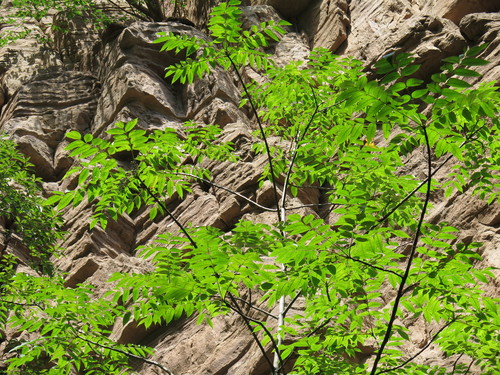 Toxicodendron vernicifluum (Lacquer tree) — photo