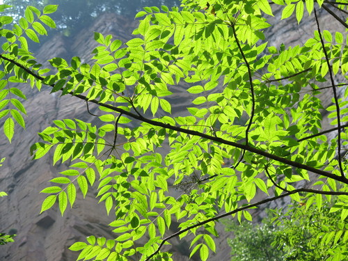 Toxicodendron vernicifluum (Lacquer tree) — photo