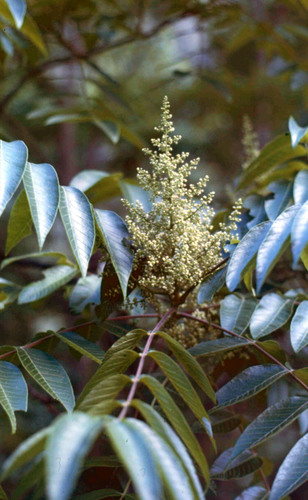 Toxicodendron wallichii