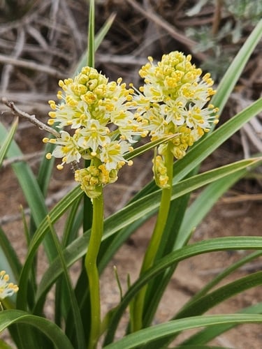 Toxicoscordion paniculatum (Foothill deathcamas) — photo