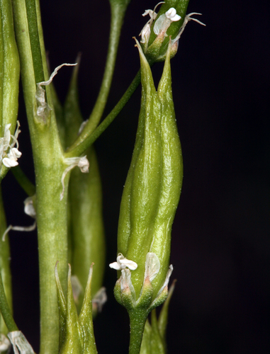 Toxicoscordion paniculatum (Foothill deathcamas) — photo