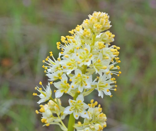 Toxicoscordion paniculatum