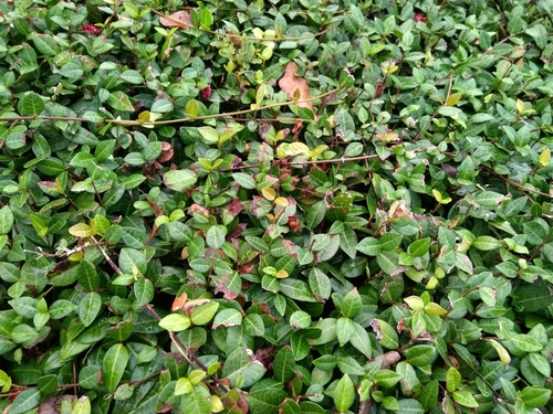 Trachelospermum asiaticum — photo