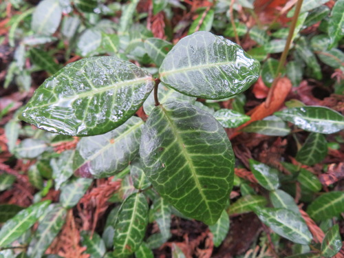 Trachelospermum asiaticum — photo
