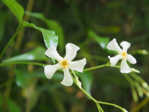 Trachelospermum asiaticum