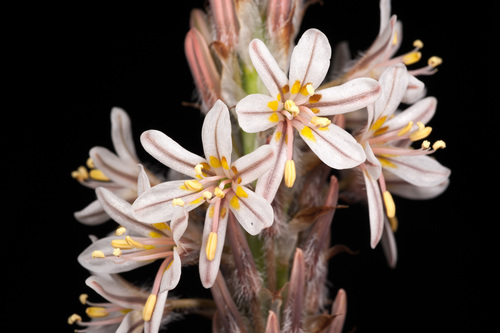 Trachyandra falcata (Veldkool) — photo