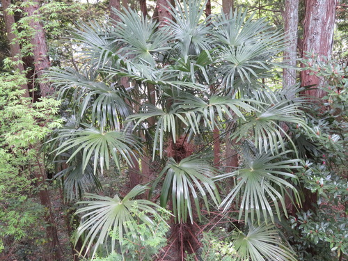 Trachycarpus fortunei (Chinese Windmill palm) — photo
