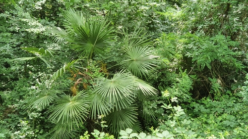 Trachycarpus fortunei (Chinese Windmill palm) — photo