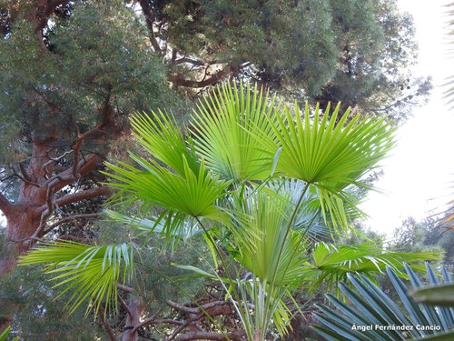 Trachycarpus martianus (Martius' fan palm) — photo