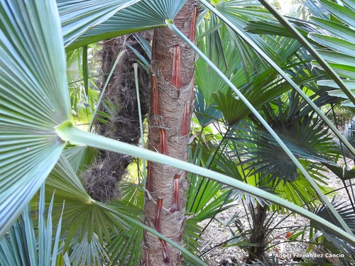 Trachycarpus martianus (Martius' fan palm) — photo