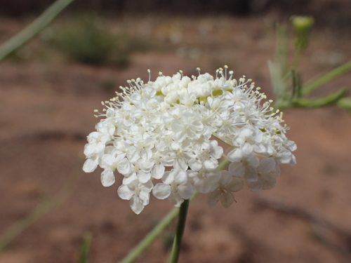 Trachymene anisocarpa (Wild parsnip) — photo