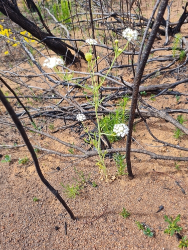 Trachymene anisocarpa (Wild parsnip) — photo