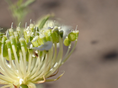 Trachymene anisocarpa