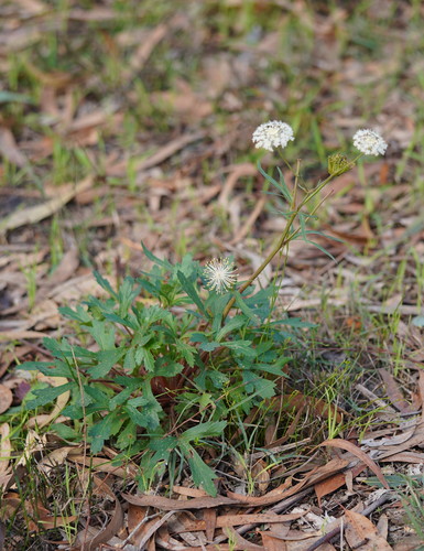 Trachymene composita (Native parsnip) — photo