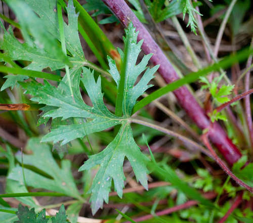 Trachymene composita (Native parsnip) — photo