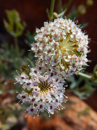 Trachymene glaucifolia (Native carrot) — photo