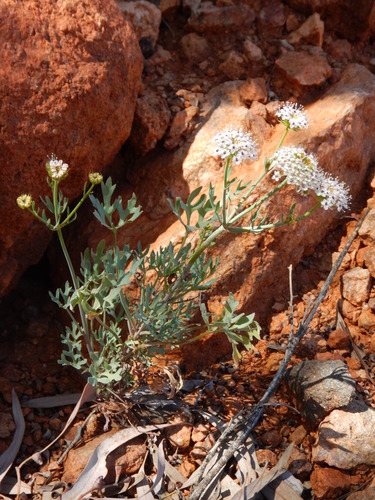 Trachymene glaucifolia