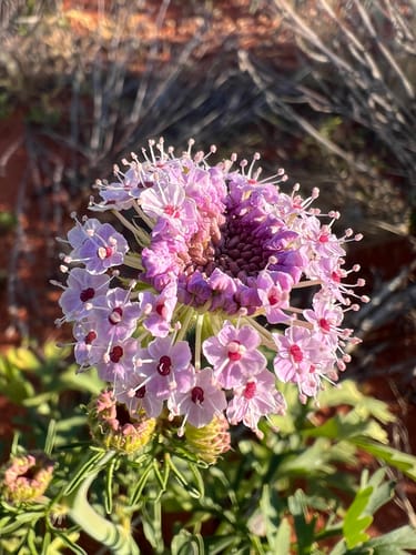 Trachymene glaucifolia (Native carrot) — photo