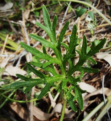 Trachymene incisa (Wild parsnip) — photo