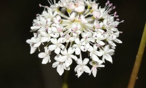 Trachymene incisa